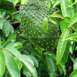 Sun Dried Soursop Leaves (Guanabana) (Graviola) (Brazilian Paw Paw)